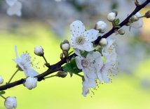 Spring in Baku. Azerbaijan, Baku, 20 apr. 2016